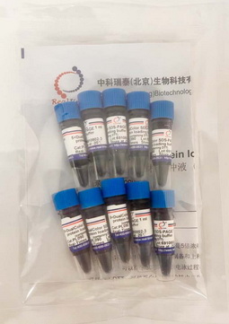 5×雙色蛋白上樣緩沖液 (變性，還原）